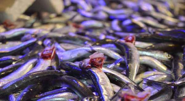 Eskişehir'de fiyatı iki haftada üçte bir azaldı!