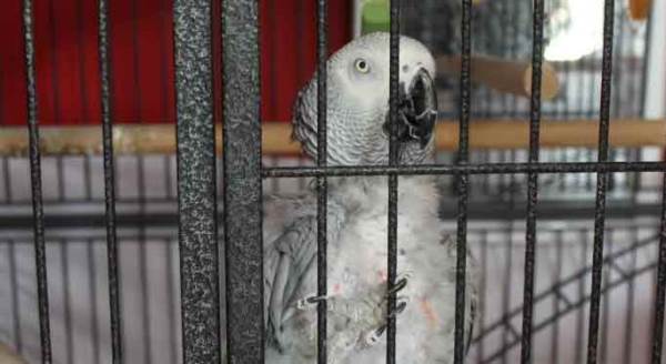 Eskişehir'de garson gibi çalışan papağan ilgi çekiyor