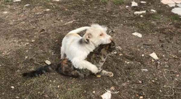 Eskişehir'de görenleri şaşırtan dostluk