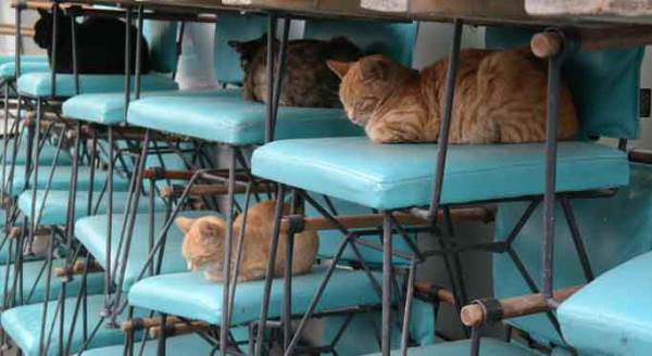 Eskişehir'de görenlerin içini ısıtan görüntü!