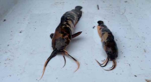 Eskişehir’de görüldüler! Dünyanın en tehlikeli canlıları...