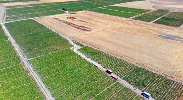 Eskişehir'de hasat başladı ama fiyatlar...