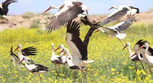 Eskişehir’de hem havada hem karada görsel şölen