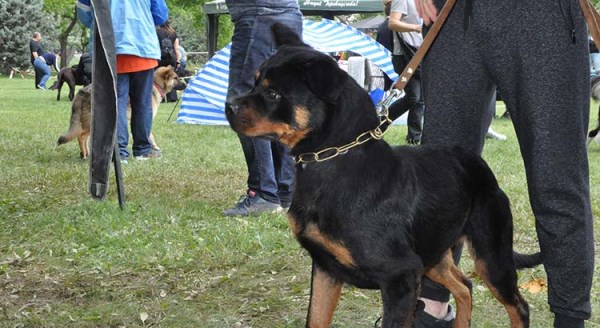 Eskişehir’de hünerlerini sergilediler