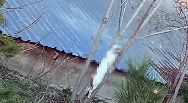 Eskişehir'de iğrenç vahşet: Kediyi asıp öldürdüler!