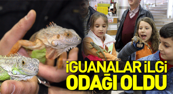 Eskişehir'de iguanalar ilgi odağı oldu