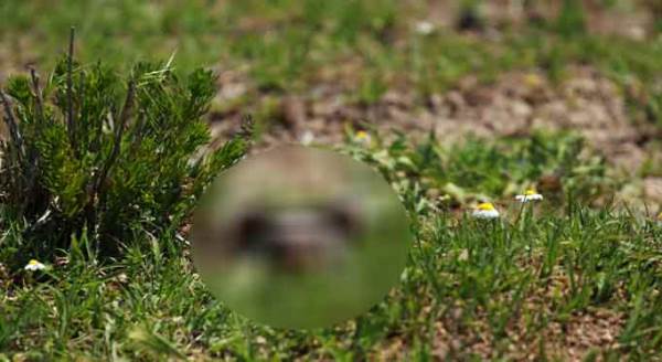 Eskişehir'de ilk kez görüntülendi!