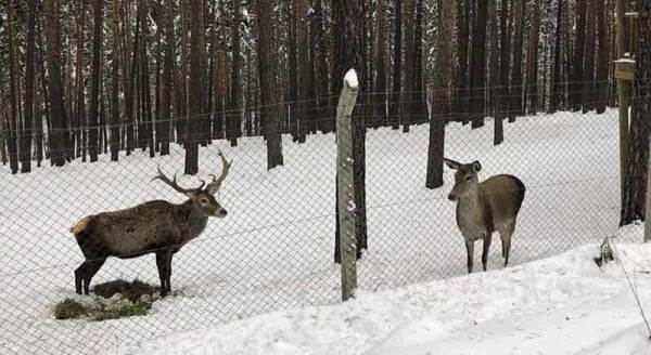 Eskişehir'de karın keyfini onlar da çıkardı