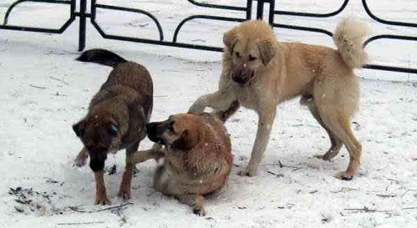 Eskişehir'de karın keyfini sürmek onlara kaldı!