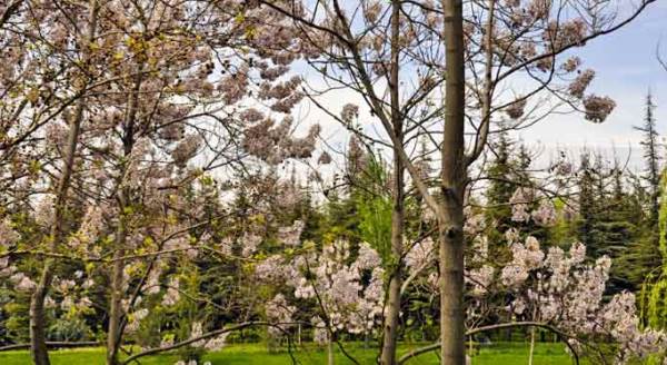 Eskişehir'de kartpostallık "bahar" manzaraları!