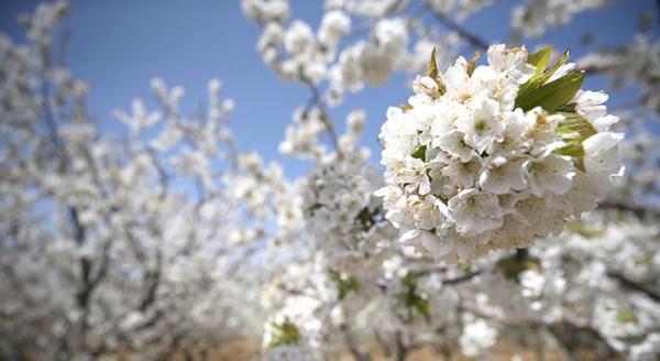 Eskişehir'de kiraz dallarını çiçek bastı