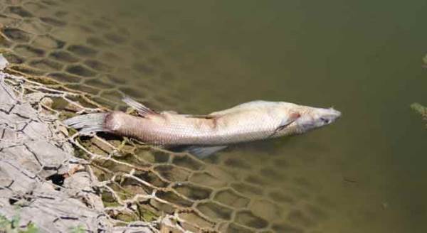 Eskişehir'de korku veren görüntü: Ölüyorlar...