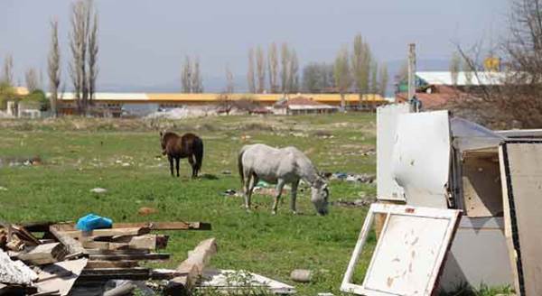 Eskişehir'de korkulu rüya haline gelmeye başladılar!