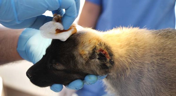 Eskişehir'de korkunç olay!