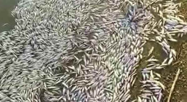 Eskişehir'de korkutan ölümler oraya sıçradı