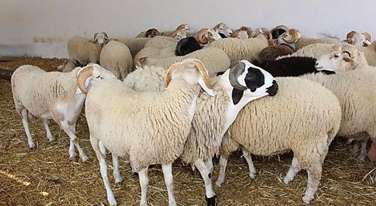 Eskişehir'de kurbanlık koyunları çaldılar