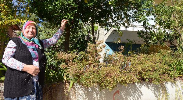 Eskişehir'de mandalina ve portakal yetişti