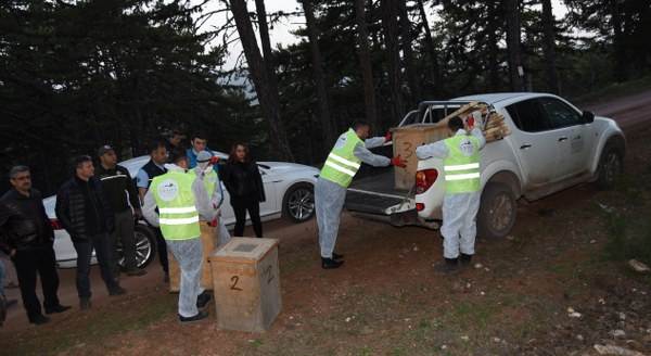 Eskişehir'de milyonlarca karınca naklediliyor!