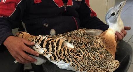 Eskişehir'de nesli tükenmekte olan Toy kuşu bulundu