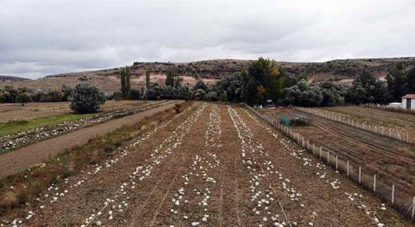Eskişehir'de o ürün artık büyük tehlike altında!