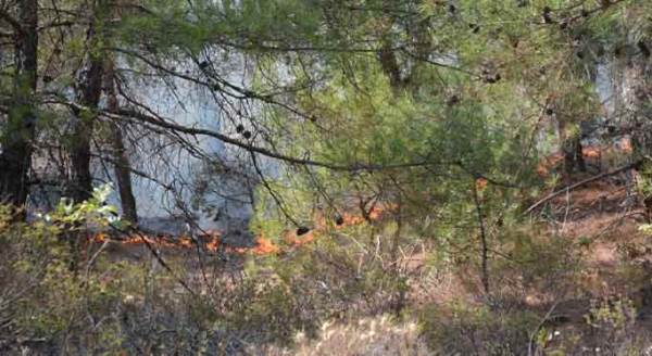 Eskişehir'de orman yangını! Ekipler müdahale ediyor...