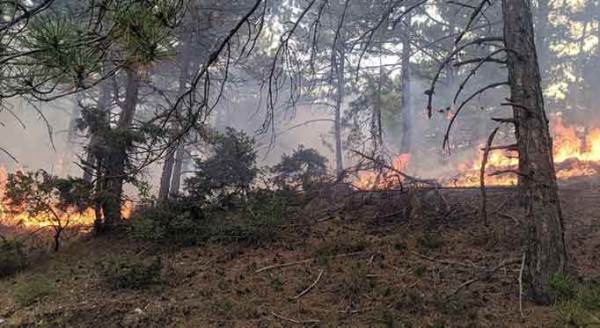 Eskişehir'de orman yangını: Yıldırım düşünce...