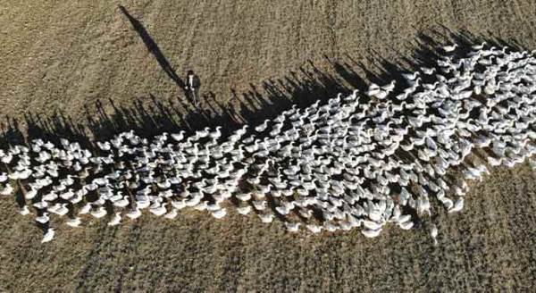 Eskişehir’de örnek başarı: 160 taneyle başladılar, şimdi ise...