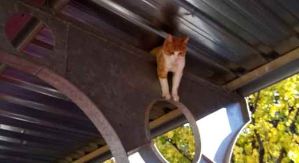 Eskişehir'de örnek davranış:  Yardımlarına koştular!