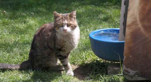 Eskişehir'de parklar ve caddeler onların oldu