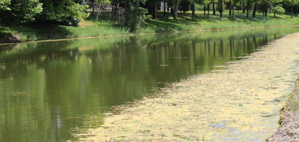 Eskişehir'de Porsuk "yeşerdi!" Sebebi merak ediliyor...