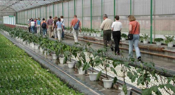 Eskişehir'de sera kent kuruluyor