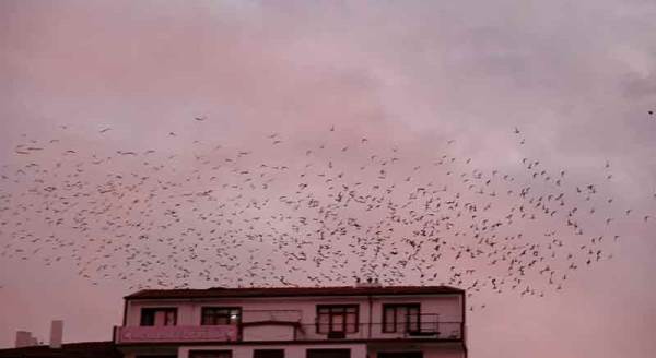 Eskişehir'de sığırcıkların gökyüzündeki dansı büyüledi!