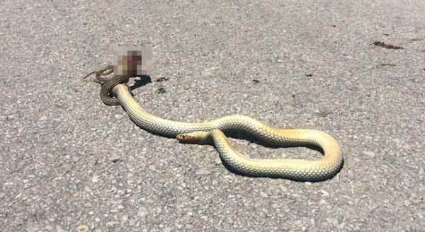 Eskişehir'de tedirginliği artıran görüntü!