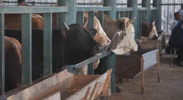 Eskişehir'de üreticiler isyan etti