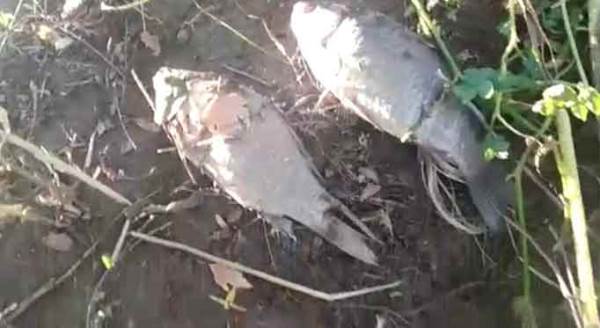 Eskişehir'de vatandaşlar tedirgin! Ölümler arttı...