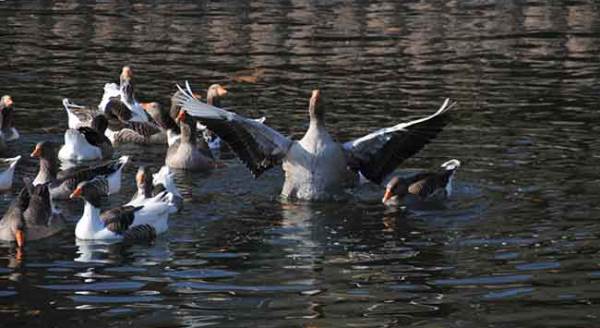 Eskişehir'de yasağın keyfini onlar sürüyor!