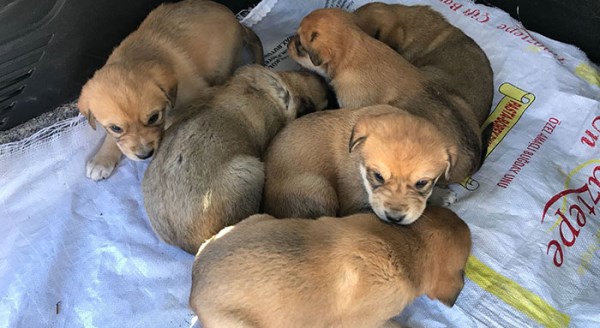 Eskişehir'de yavru köpekler ölüme terk edildi