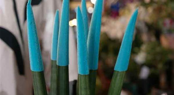 Eskişehir'de yeni gözde bu bitki!