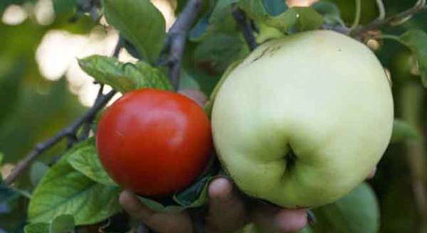 Eskişehir'de yetişen bu meyvenin adını bilen yok!