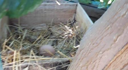 Eskişehir'deki bu tavuk ağaca yumurtluyor