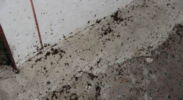 Eskişehir'deki istilacı böceklerin cinsi belli oldu