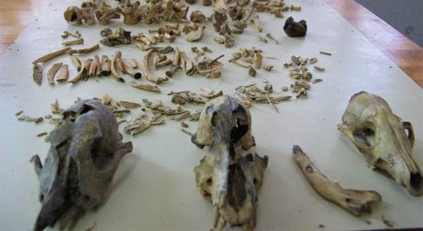 Eskişehir'deki kazılarda çok önemli keşifler