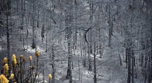 Eskişehir'deki orman yangınında son durum