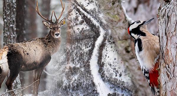 Eskişehir'deki ormanda gözlerinize inanamayacağınız güzellik