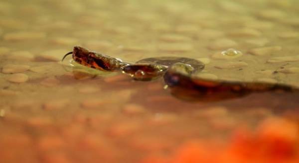 Eskişehir'den Bursa'ya götürüldüler: Binlerce kişi onları bekliyor