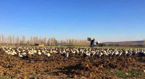 Eskişehir'den görsel şölen...