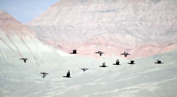 Eskişehir'e 130 km uzaktaki cennet: Nallıhan Kuş Cenneti