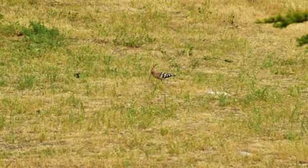 Eskişehir eve kapanınca, onlar ortaya çıkıyor...