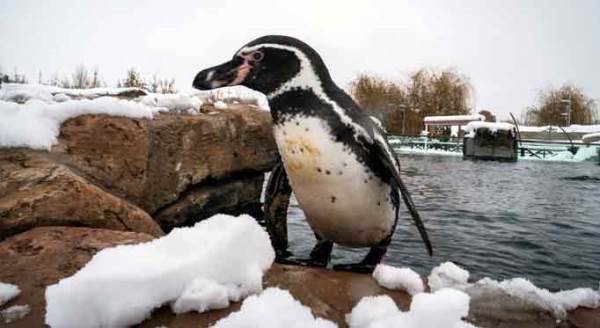 Eskişehir Hayvanat Bahçesi'nde kar keyfi!