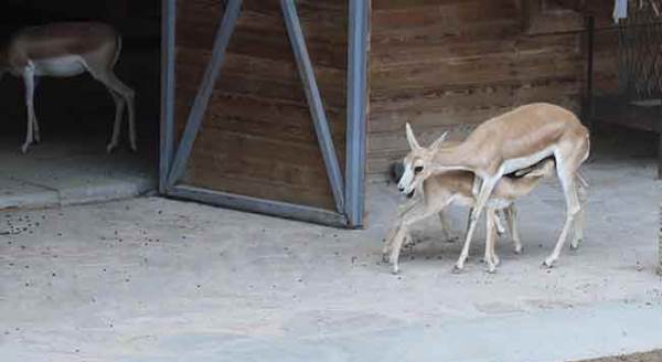 Eskişehir Hayvanat Bahçesi'nde yavru sevinci